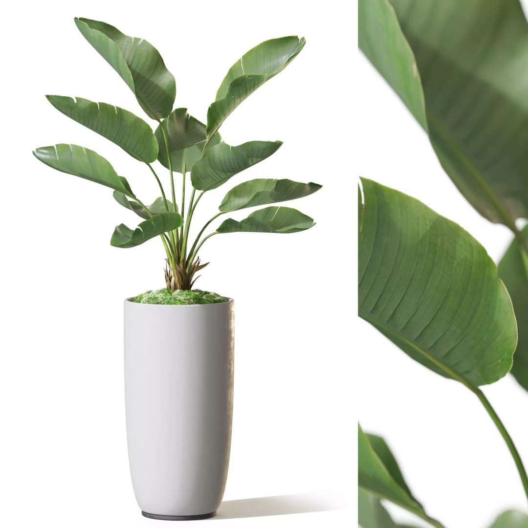 Plant 1313 3D Model – High-Quality Pot Plant for Archviz and Landscaping - View 2