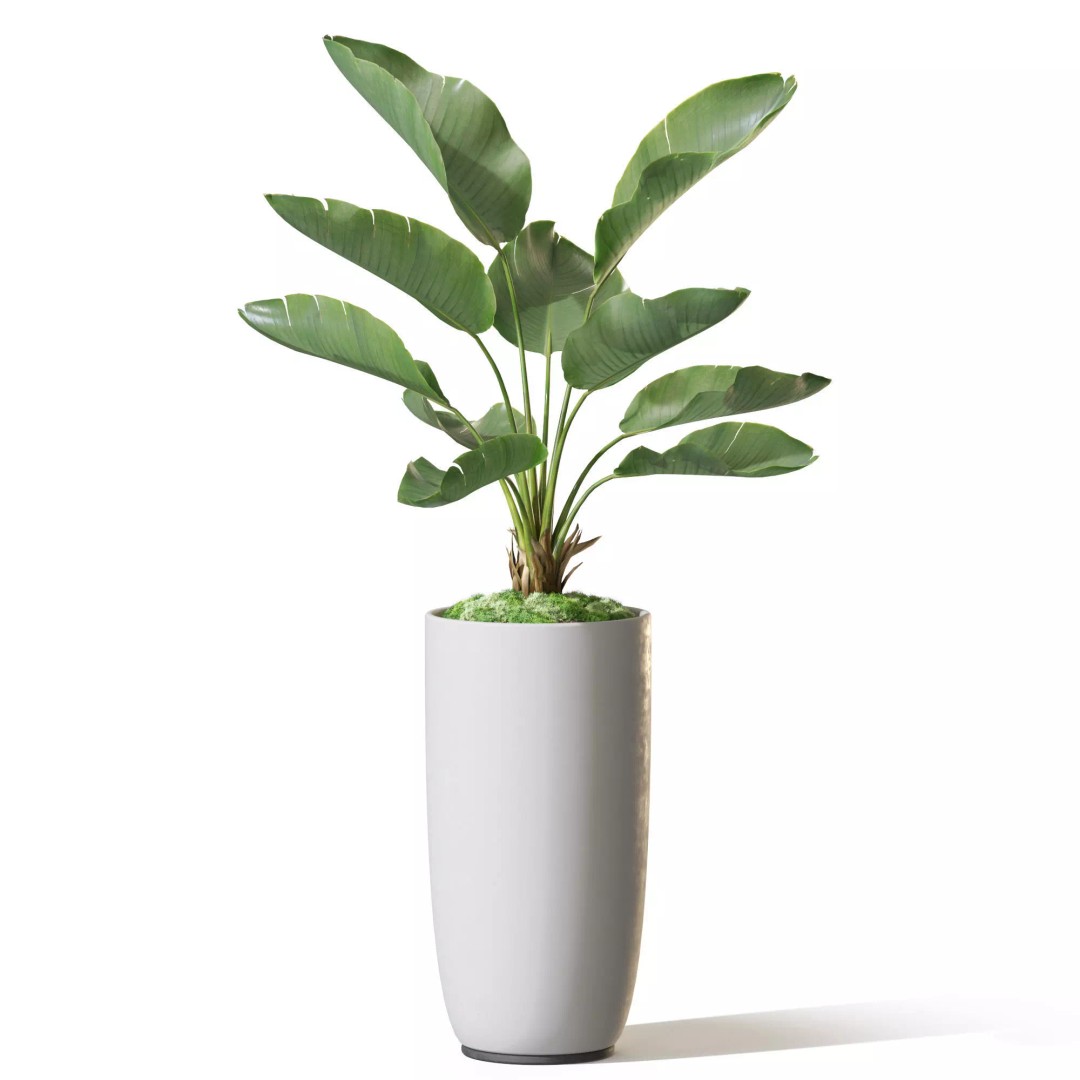 Plant 1313 3D Model – High-Quality Pot Plant for Archviz and Landscaping - View 3