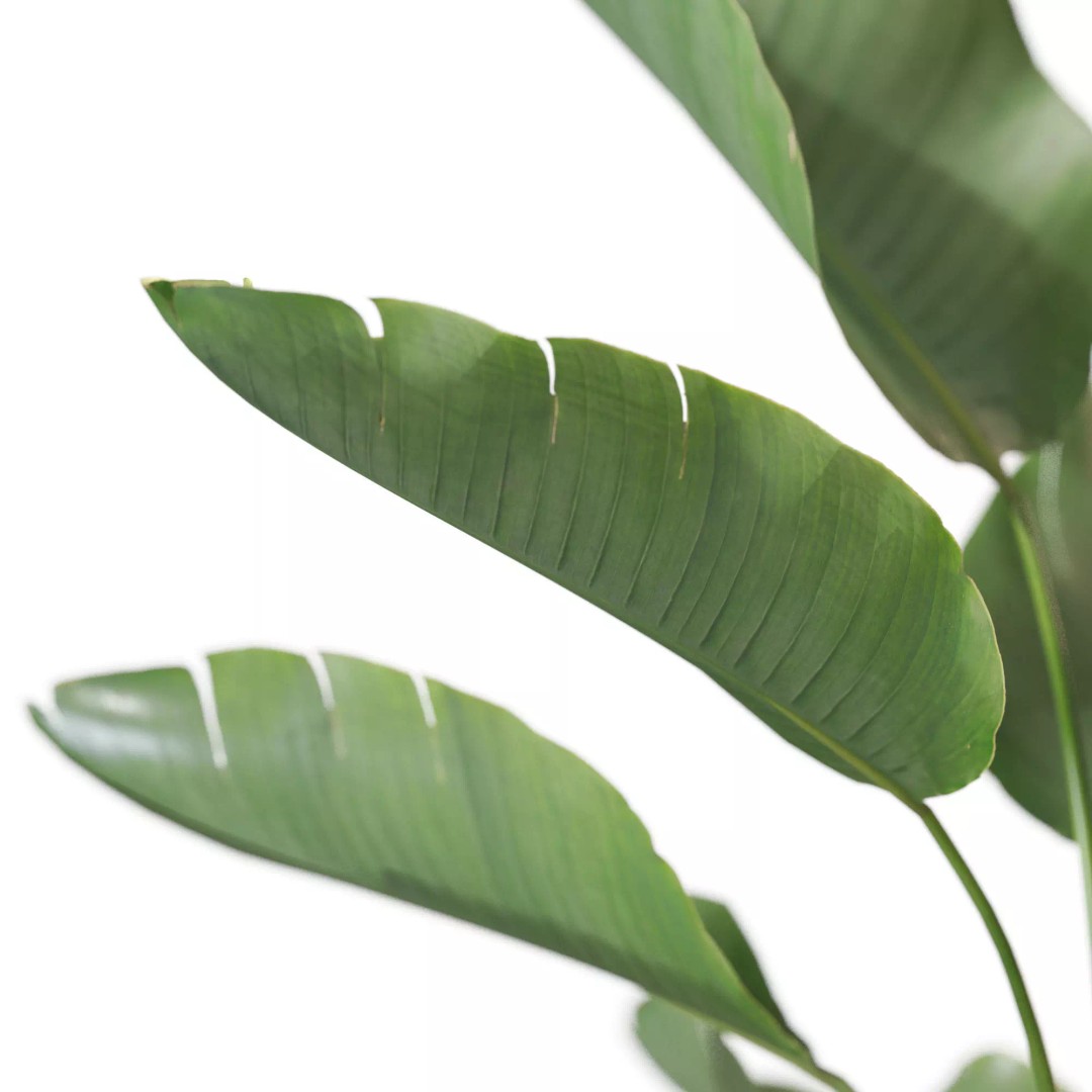Plant 1313 3D Model – High-Quality Pot Plant for Archviz and Landscaping - View 4