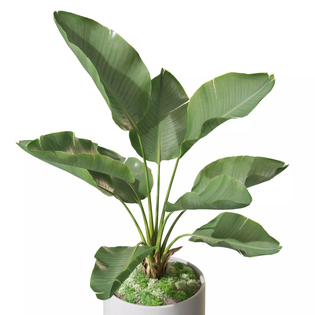Plant 1313 3D Model – High-Quality Pot Plant for Archviz and Landscaping - View 5