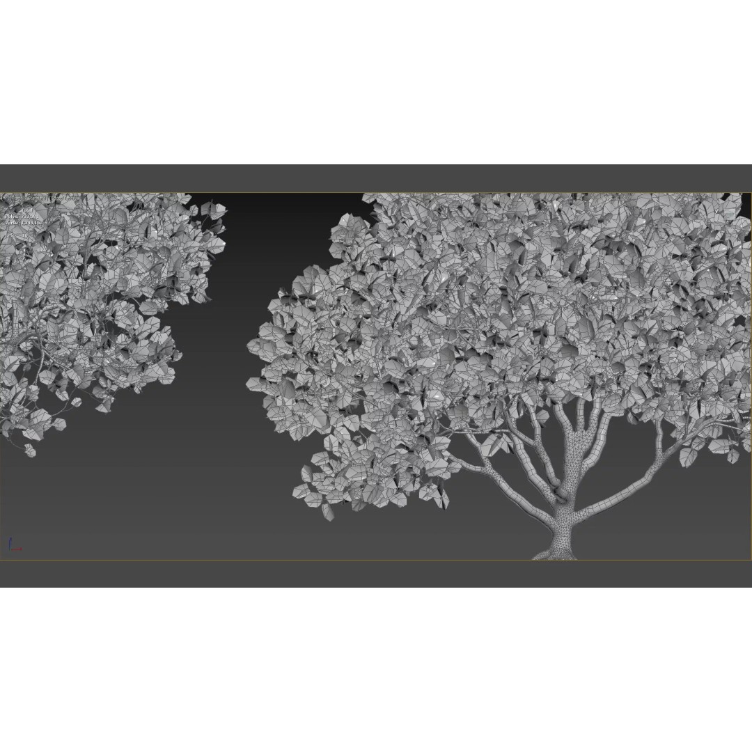 Jacaranda mimosifolia 3D Model – Low Poly Game-Ready Asset, FBX