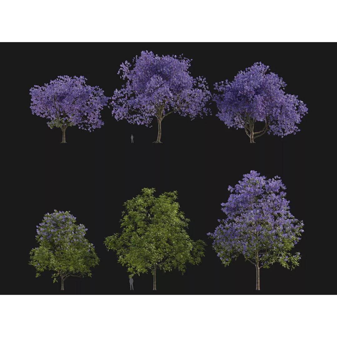 Jacaranda mimosifolia 3D Model – Low Poly Game-Ready Asset, FBX - View 2