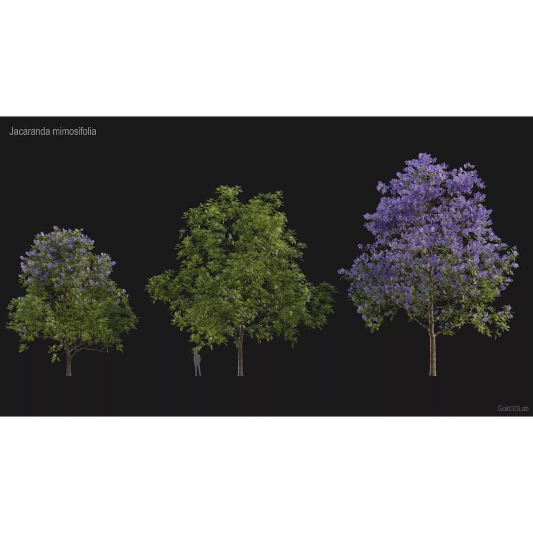 Jacaranda mimosifolia 3D Model – Low Poly Game-Ready Asset, FBX - View 3