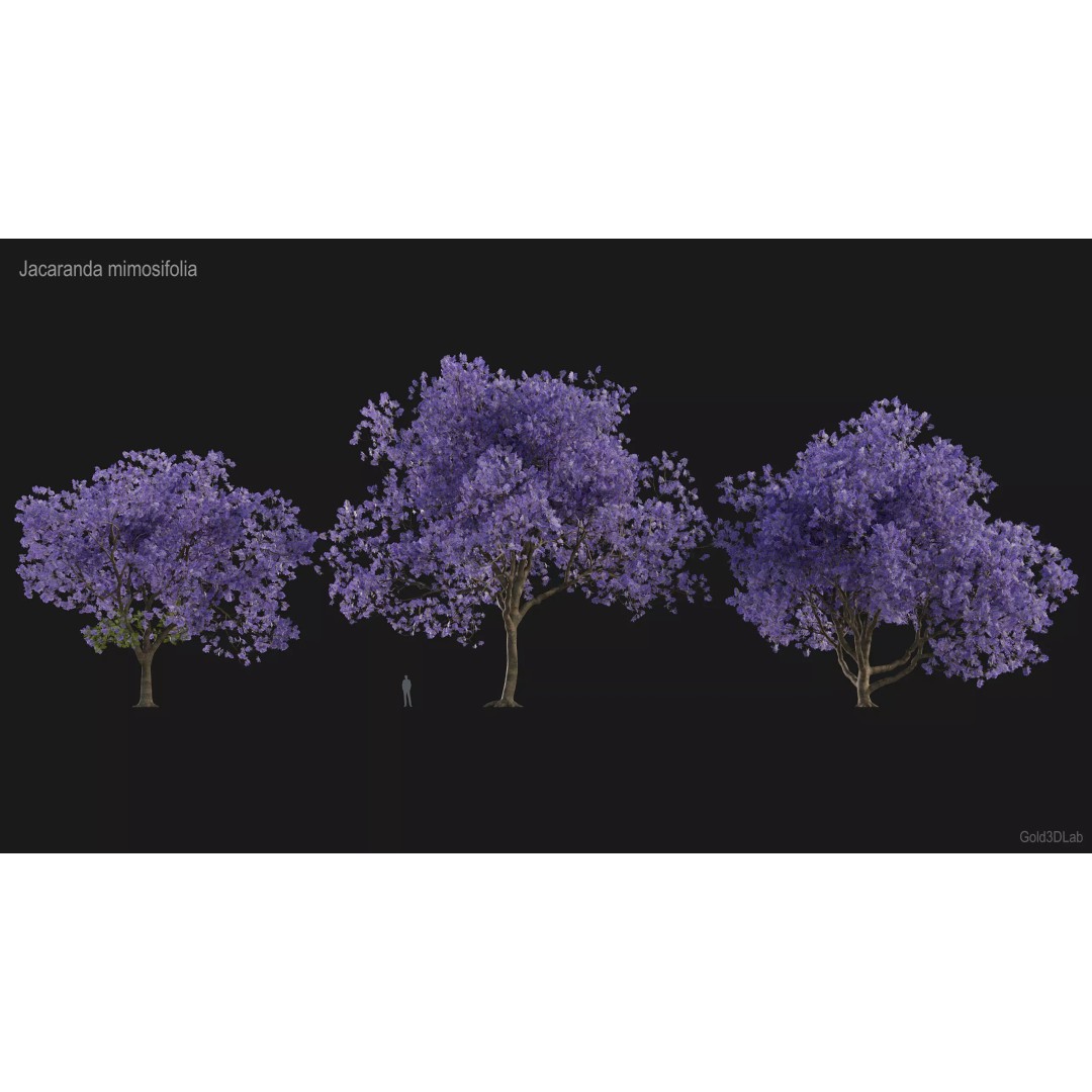 Jacaranda mimosifolia 3D Model – Low Poly Game-Ready Asset, FBX - View 4