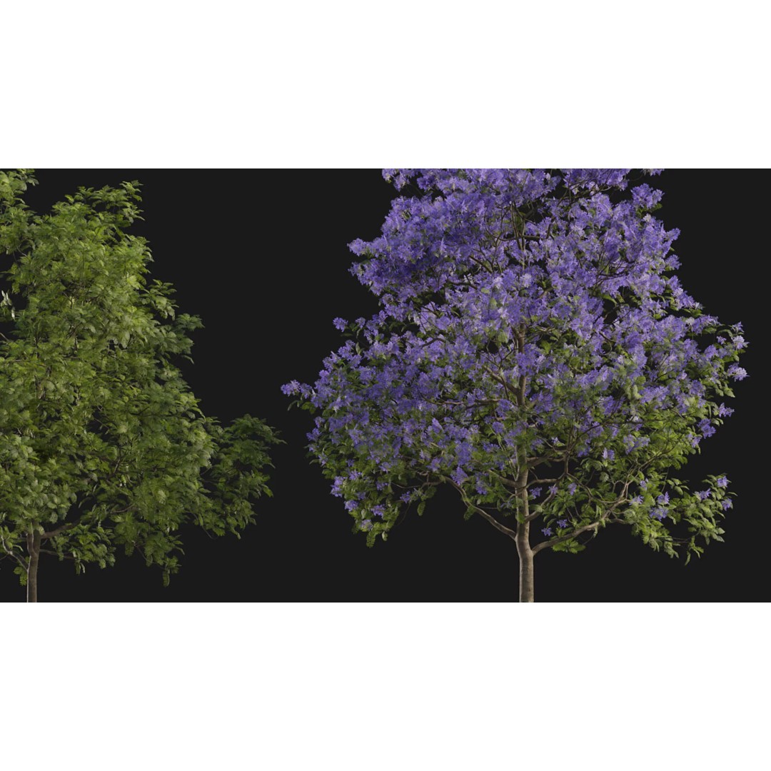 Jacaranda mimosifolia 3D Model – Low Poly Game-Ready Asset, FBX - View 5