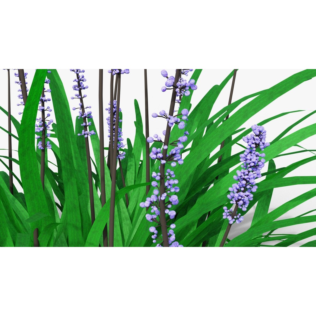Liriope muscari 3D Model – Low Poly Garden Plant, Blender, FBX - View 4