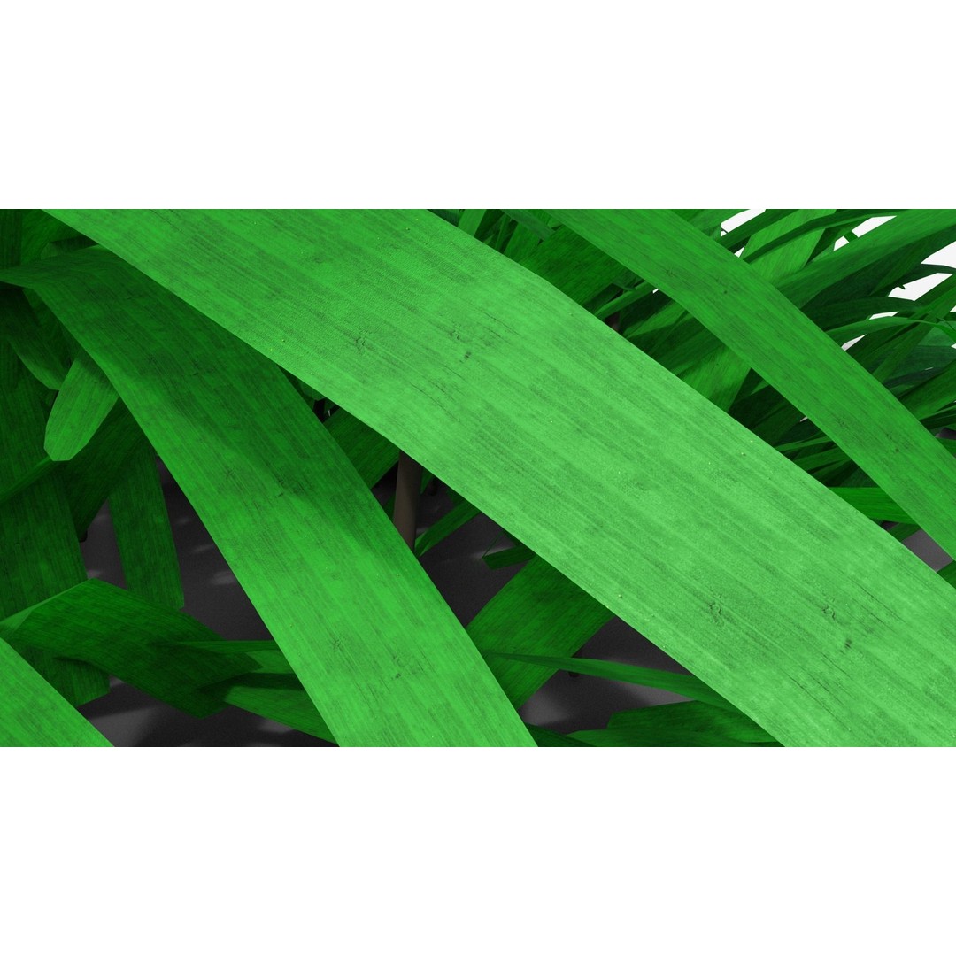 Liriope muscari 3D Model – Low Poly Garden Plant, Blender, FBX - View 5