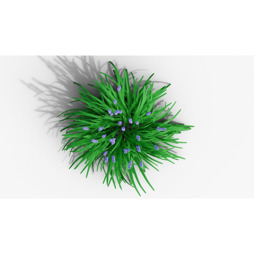 Liriope muscari 3D Model – Low Poly Garden Plant, Blender, FBX - View 6