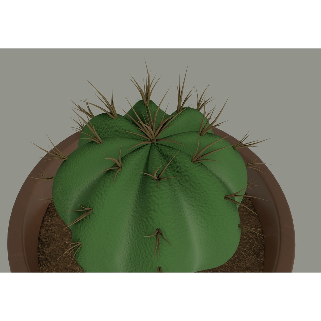 Cactus 3D Model – PBR Pot Plant with Textures, FBX, OBJ - View 8