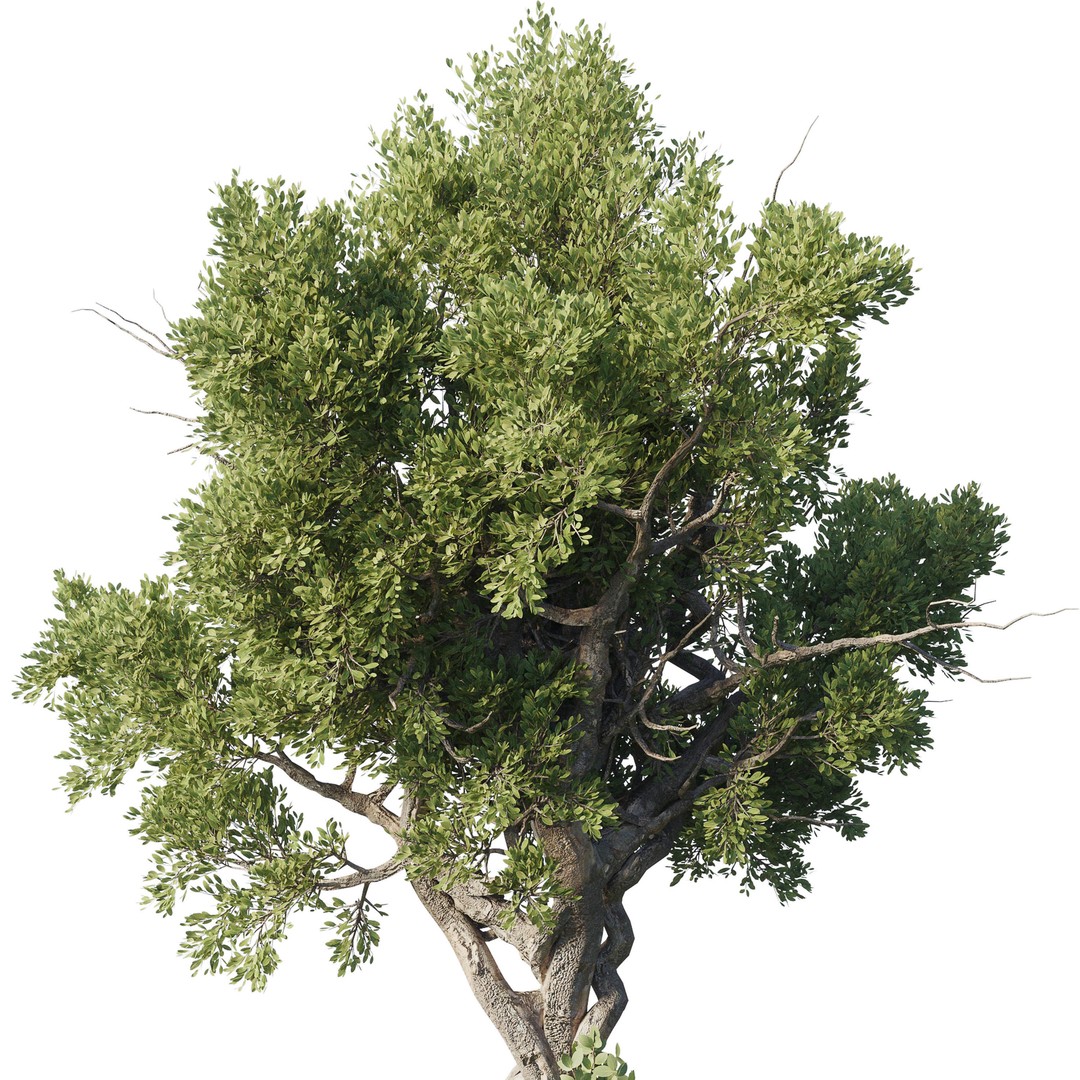 Garden Plants 3D Model – Outdoor Plant Set, PBR Textures, FBX - View 6