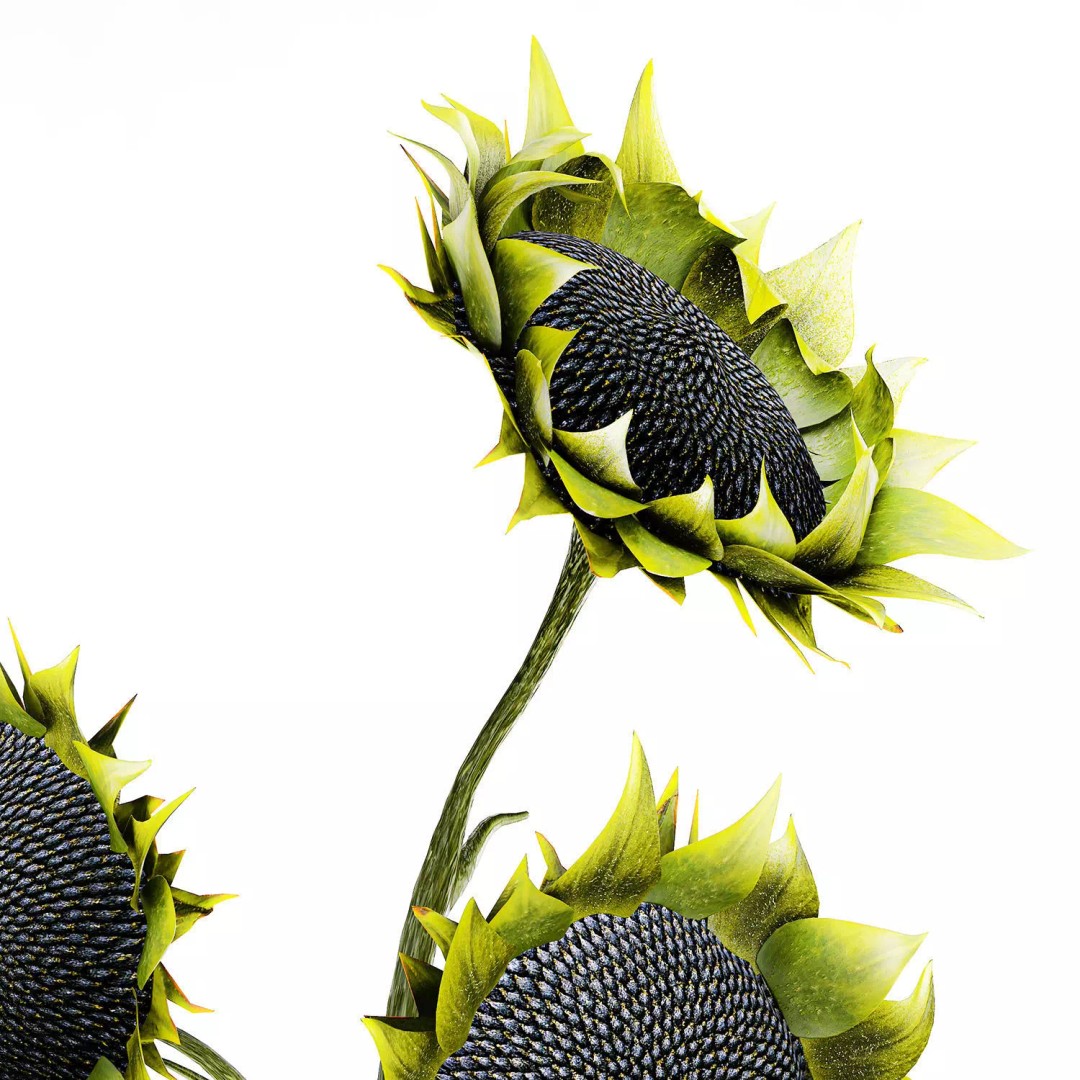 Sunflower Bouquet 3D Model – Modern Ceramic Vase Decor, FBX - View 11