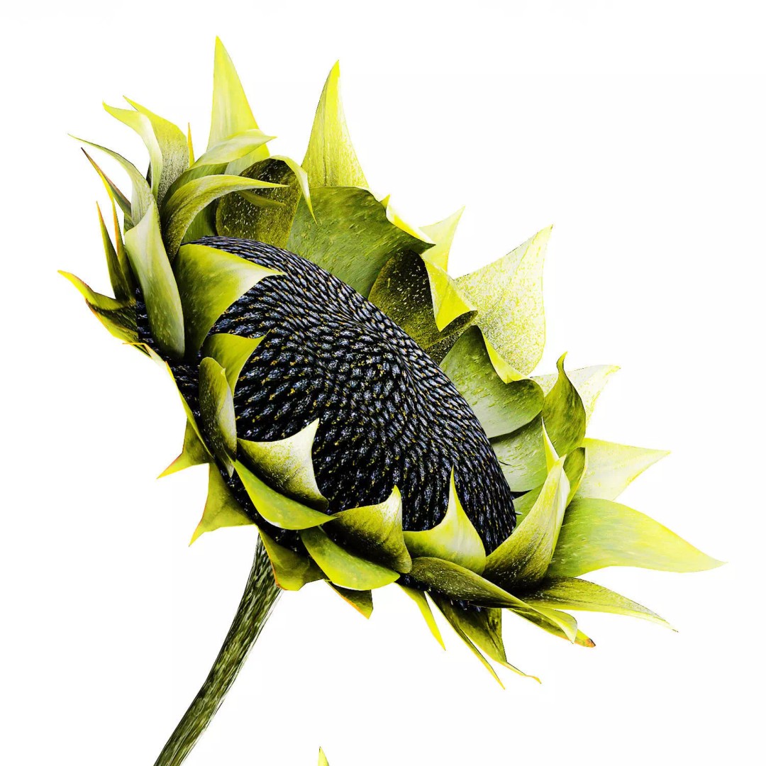 Sunflower Bouquet 3D Model – Modern Ceramic Vase Decor, FBX - View 15