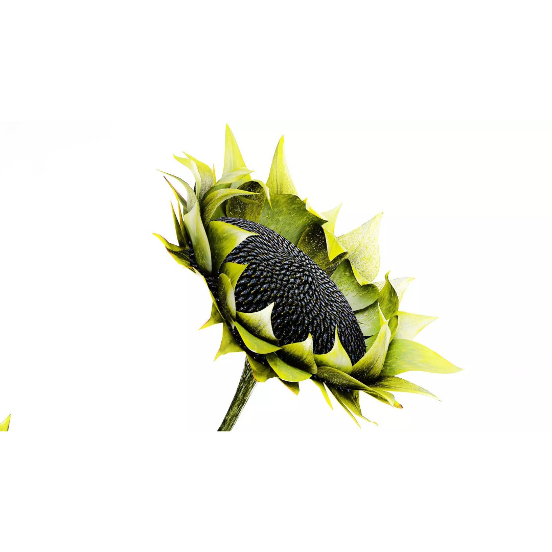 Sunflower Bouquet 3D Model – Modern Ceramic Vase Decor, FBX - View 7