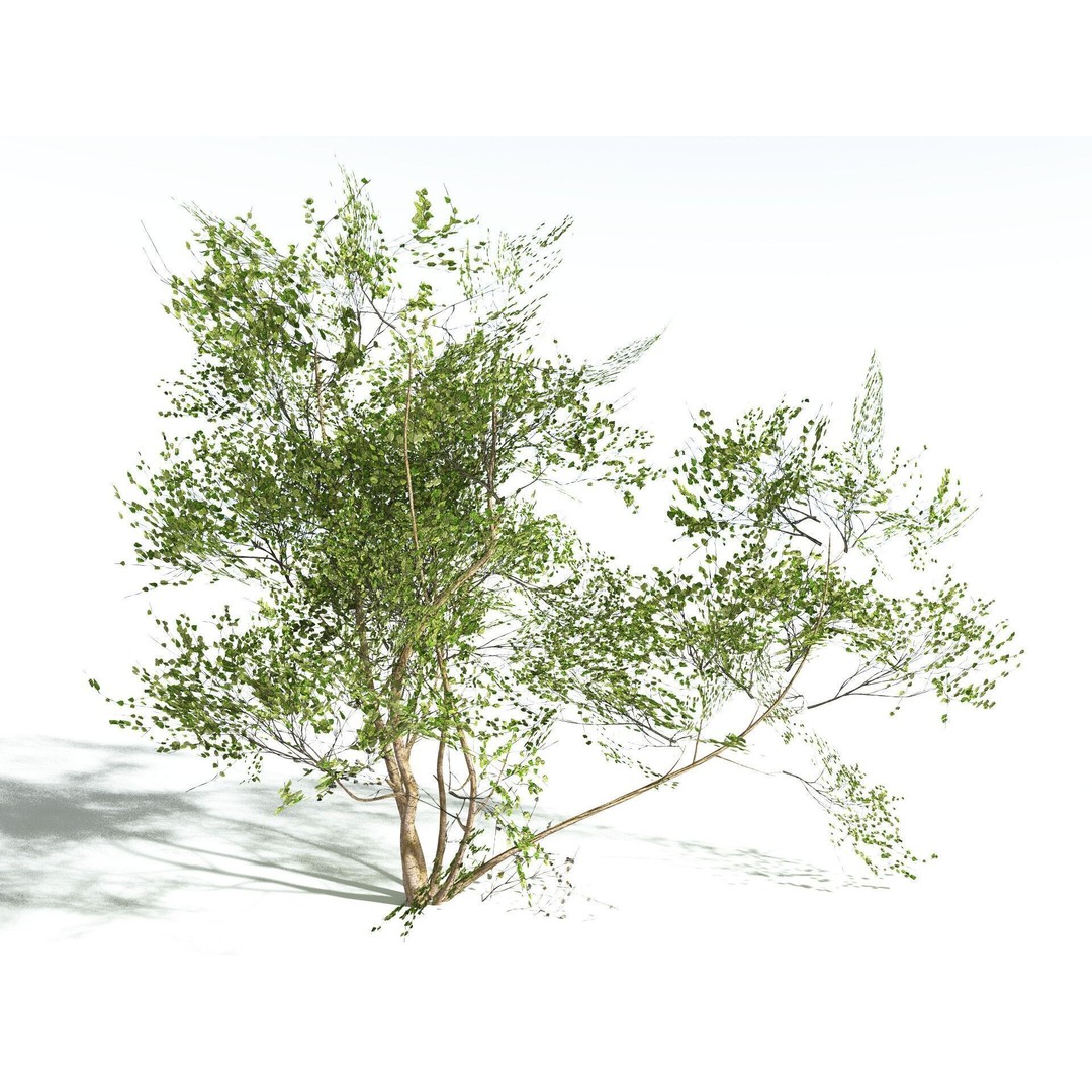 European Hazel 3D Model – Low Poly Bush Asset, FBX, PBR Textures - View 10