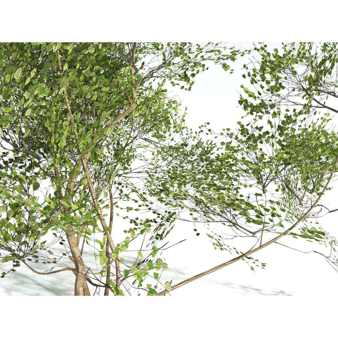 European Hazel 3D Model – Low Poly Bush Asset, FBX, PBR Textures - View 11
