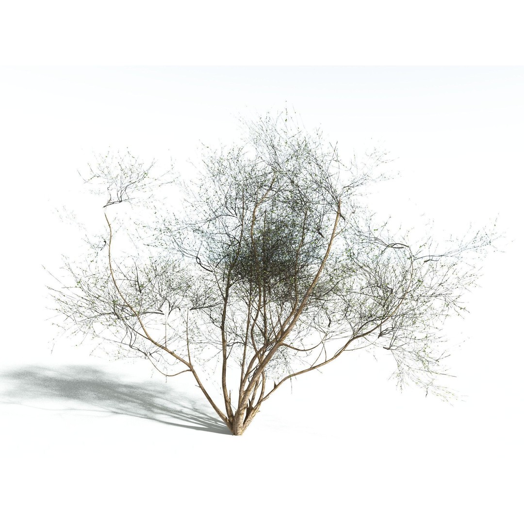 European Hazel 3D Model – Low Poly Bush Asset, FBX, PBR Textures - View 12