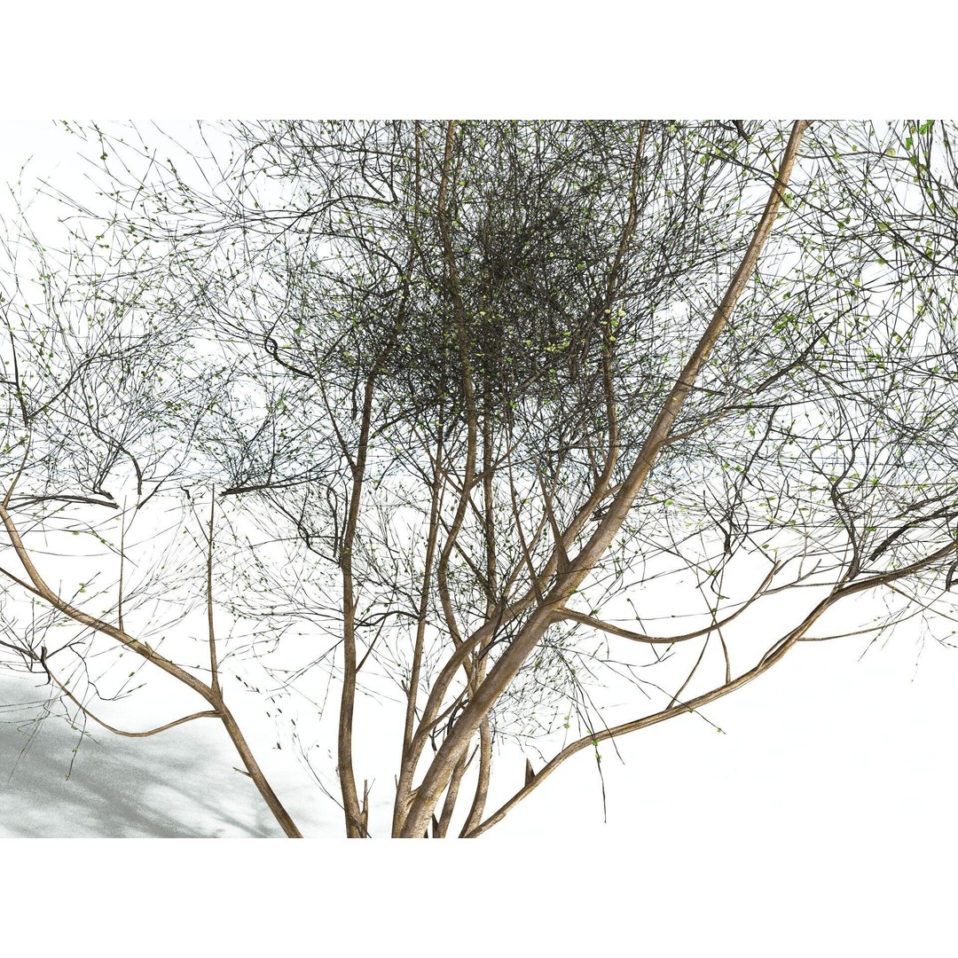 European Hazel 3D Model – Low Poly Bush Asset, FBX, PBR Textures - View 13