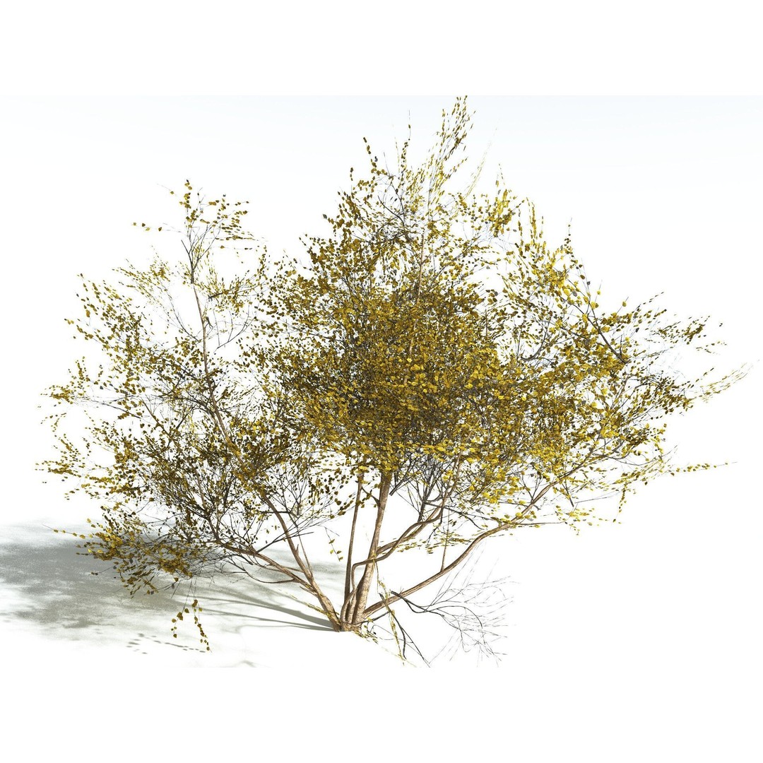 European Hazel 3D Model – Low Poly Bush Asset, FBX, PBR Textures - View 14