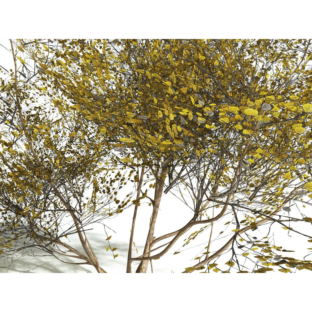 European Hazel 3D Model – Low Poly Bush Asset, FBX, PBR Textures - View 15