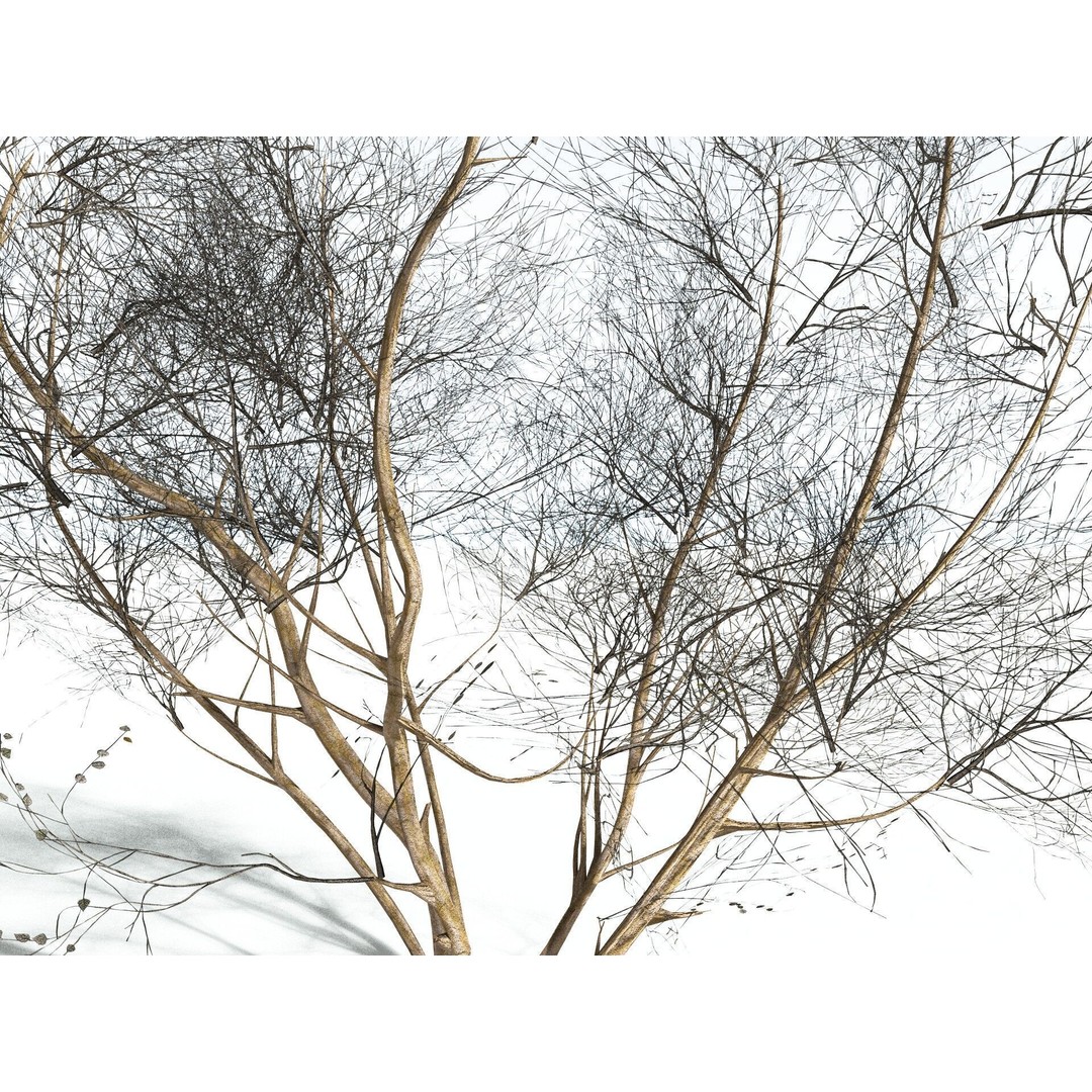 European Hazel 3D Model – Low Poly Bush Asset, FBX, PBR Textures - View 17