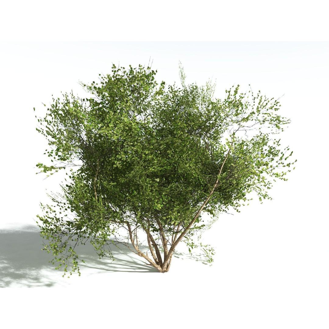 European Hazel 3D Model – Low Poly Bush Asset, FBX, PBR Textures - View 18