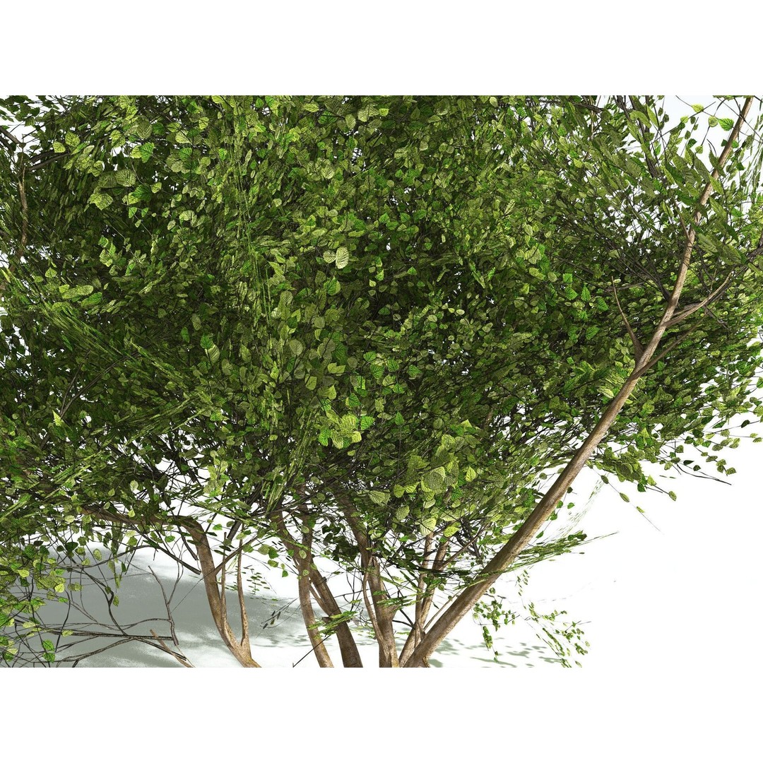 European Hazel 3D Model – Low Poly Bush Asset, FBX, PBR Textures - View 19