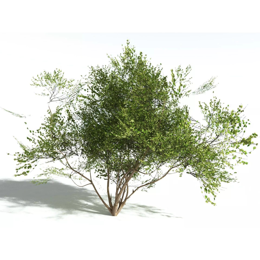 European Hazel 3D Model – Low Poly Bush Asset, FBX, PBR Textures - View 2
