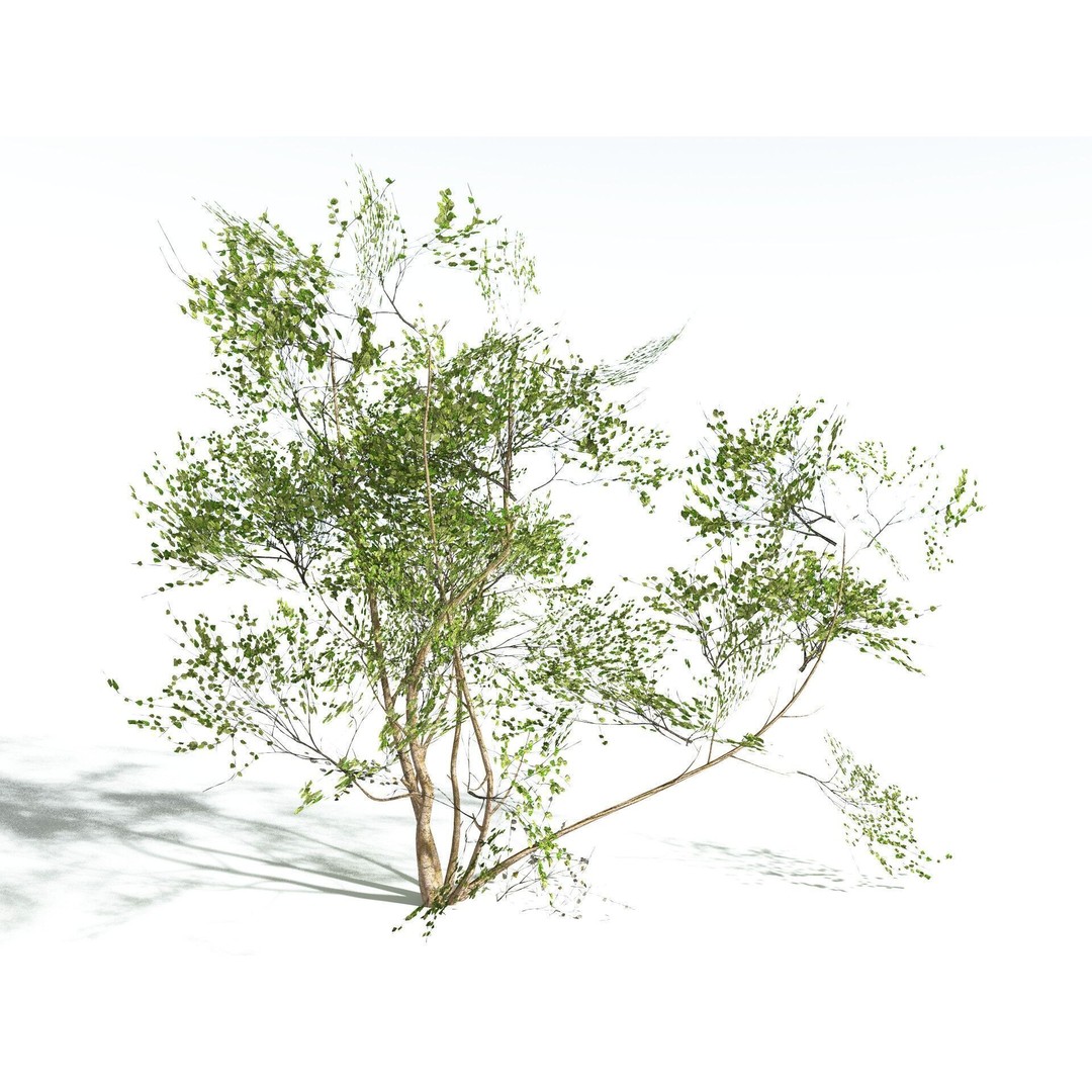 European Hazel 3D Model – Low Poly Bush Asset, FBX, PBR Textures - View 20