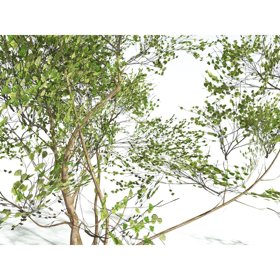 European Hazel 3D Model – Low Poly Bush Asset, FBX, PBR Textures - View 21