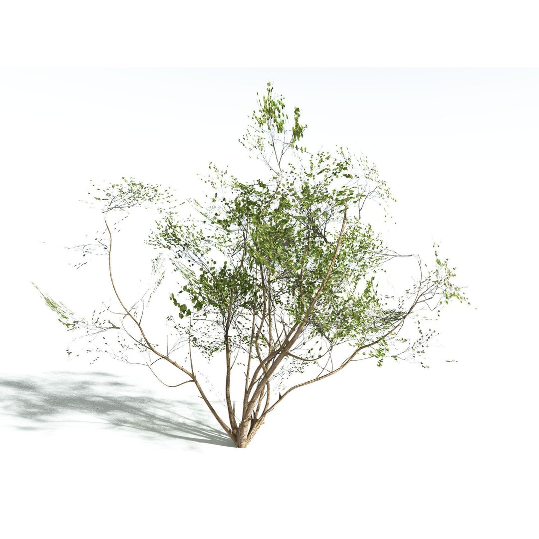 European Hazel 3D Model – Low Poly Bush Asset, FBX, PBR Textures - View 22