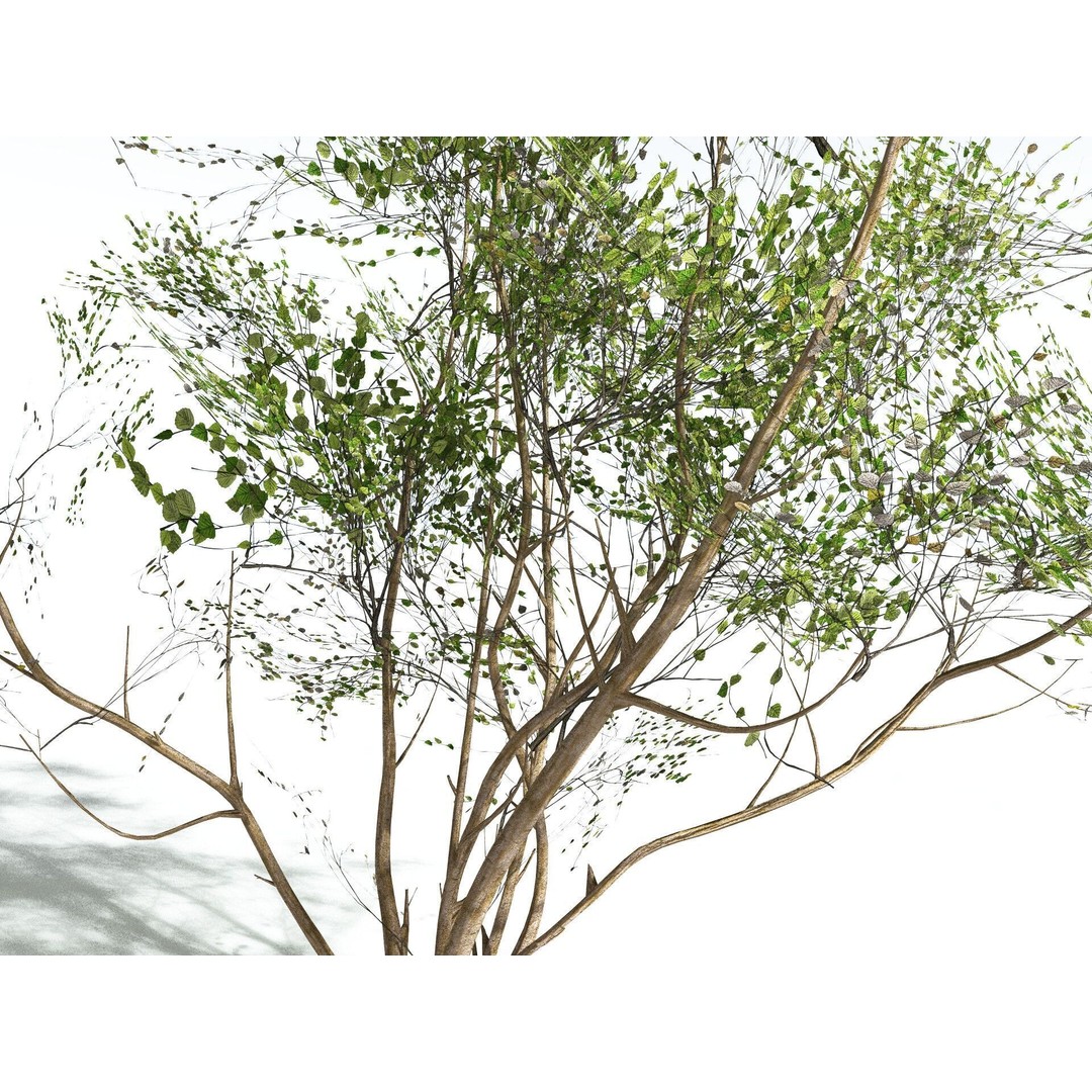European Hazel 3D Model – Low Poly Bush Asset, FBX, PBR Textures - View 23