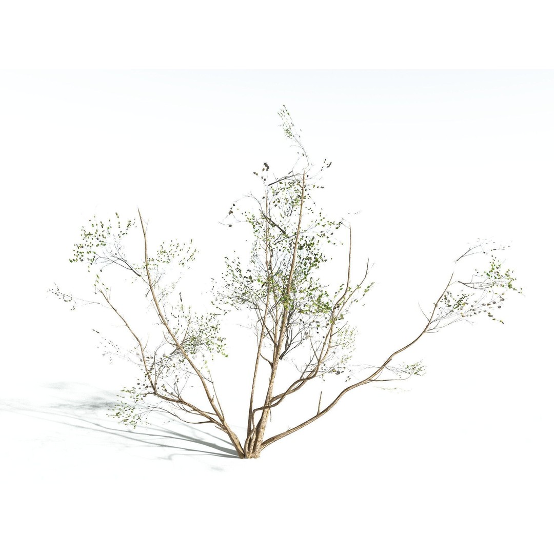 European Hazel 3D Model – Low Poly Bush Asset, FBX, PBR Textures - View 24