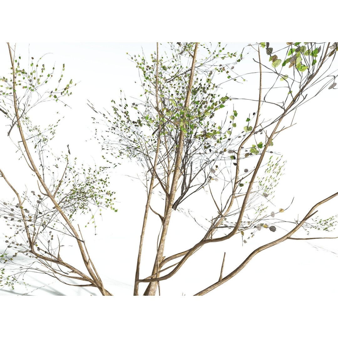 European Hazel 3D Model – Low Poly Bush Asset, FBX, PBR Textures - View 25