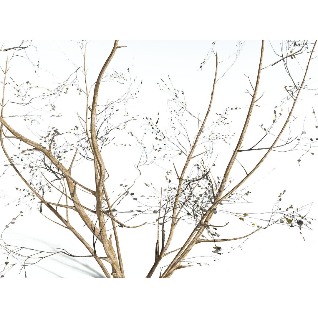 European Hazel 3D Model – Low Poly Bush Asset, FBX, PBR Textures - View 27