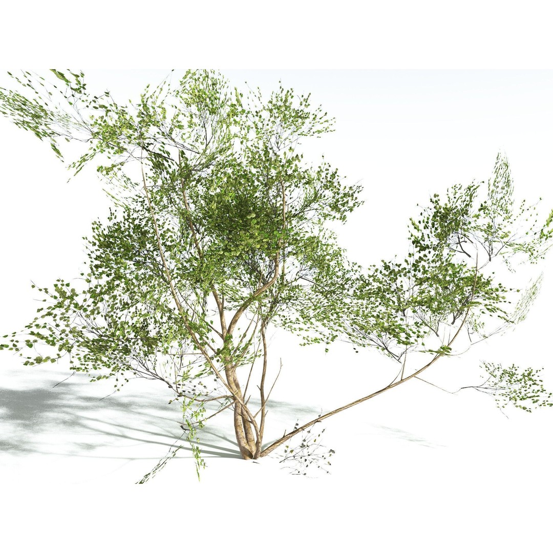 European Hazel 3D Model – Low Poly Bush Asset, FBX, PBR Textures - View 28