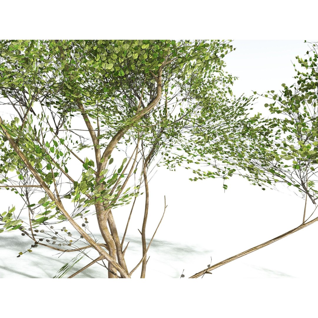 European Hazel 3D Model – Low Poly Bush Asset, FBX, PBR Textures - View 29