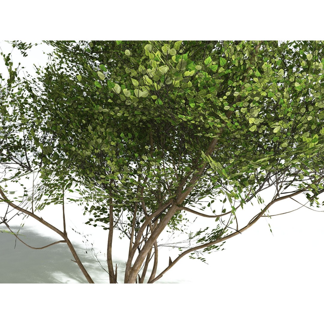 European Hazel 3D Model – Low Poly Bush Asset, FBX, PBR Textures - View 3