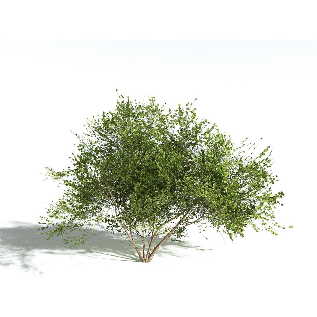 European Hazel 3D Model – Low Poly Bush Asset, FBX, PBR Textures - View 30