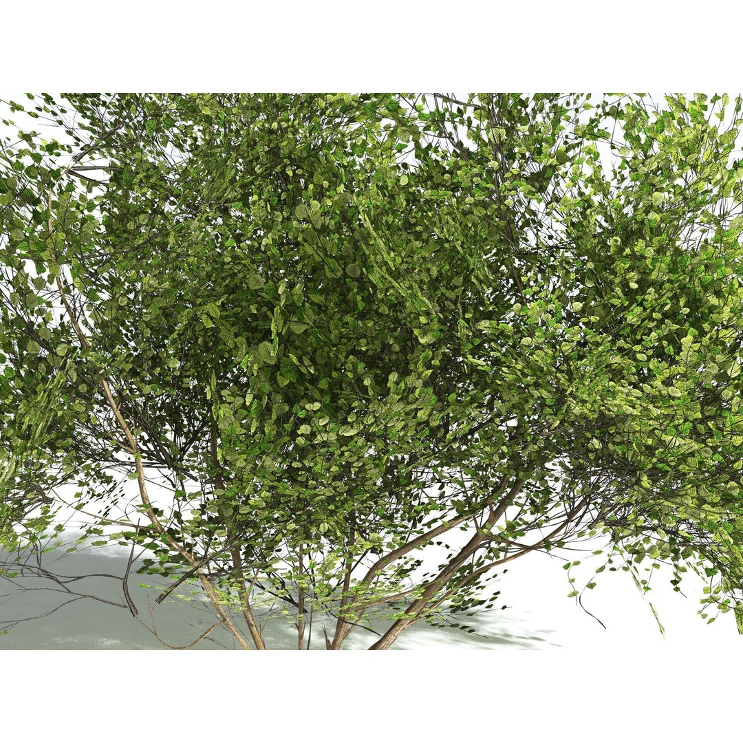 European Hazel 3D Model – Low Poly Bush Asset, FBX, PBR Textures - View 31