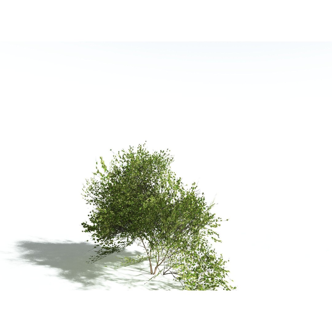 European Hazel 3D Model – Low Poly Bush Asset, FBX, PBR Textures - View 32