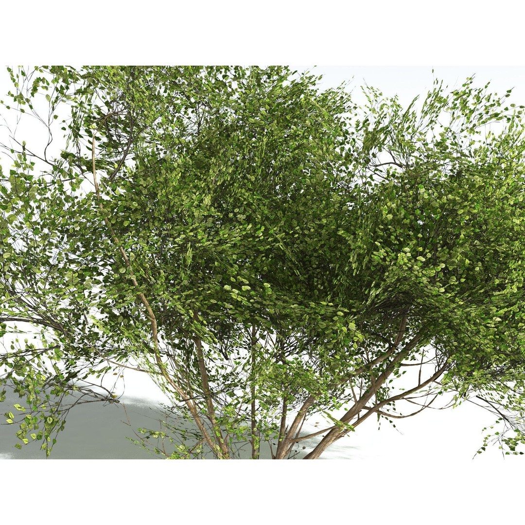 European Hazel 3D Model – Low Poly Bush Asset, FBX, PBR Textures - View 33