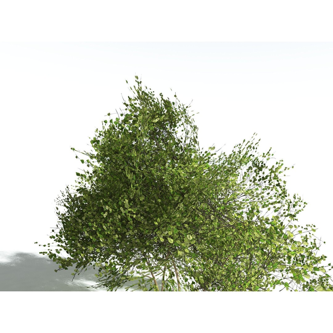 European Hazel 3D Model – Low Poly Bush Asset, FBX, PBR Textures - View 35