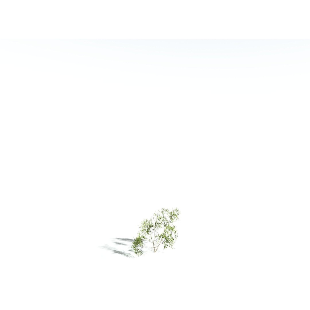 European Hazel 3D Model – Low Poly Bush Asset, FBX, PBR Textures - View 36