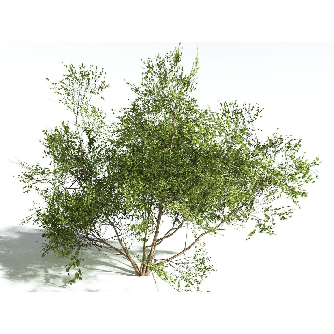 European Hazel 3D Model – Low Poly Bush Asset, FBX, PBR Textures - View 4