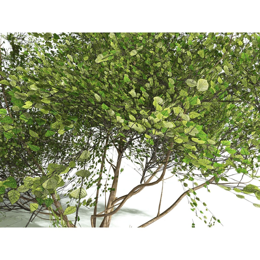 European Hazel 3D Model – Low Poly Bush Asset, FBX, PBR Textures - View 5