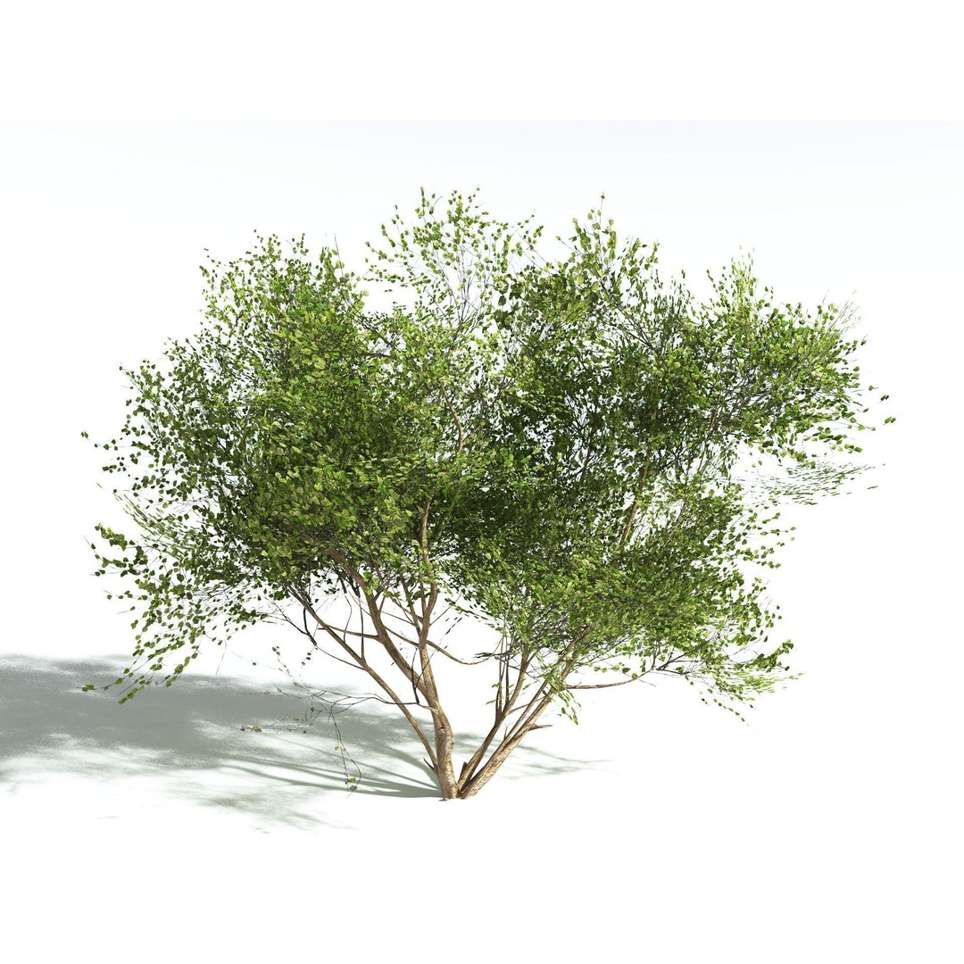 European Hazel 3D Model – Low Poly Bush Asset, FBX, PBR Textures - View 6