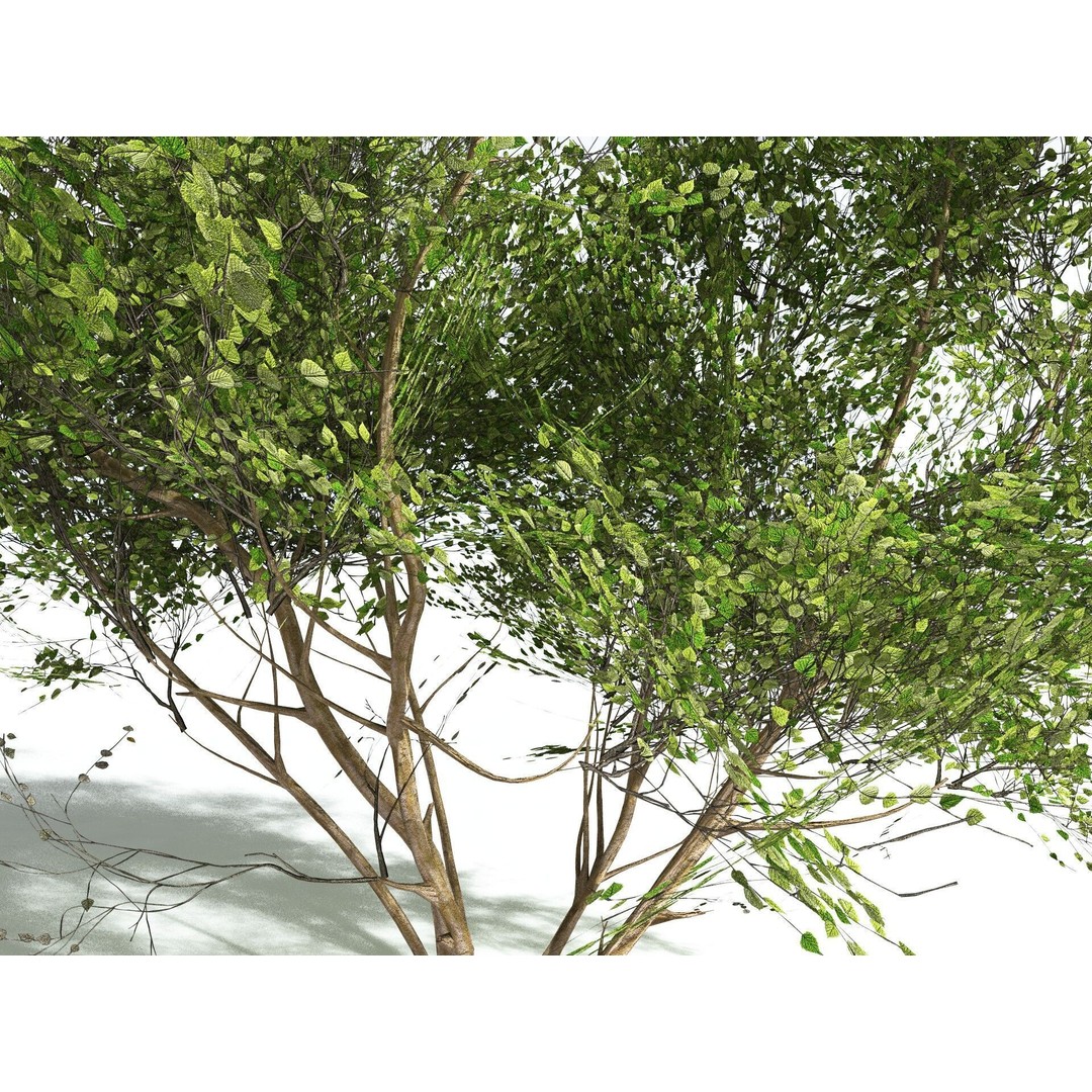 European Hazel 3D Model – Low Poly Bush Asset, FBX, PBR Textures - View 7