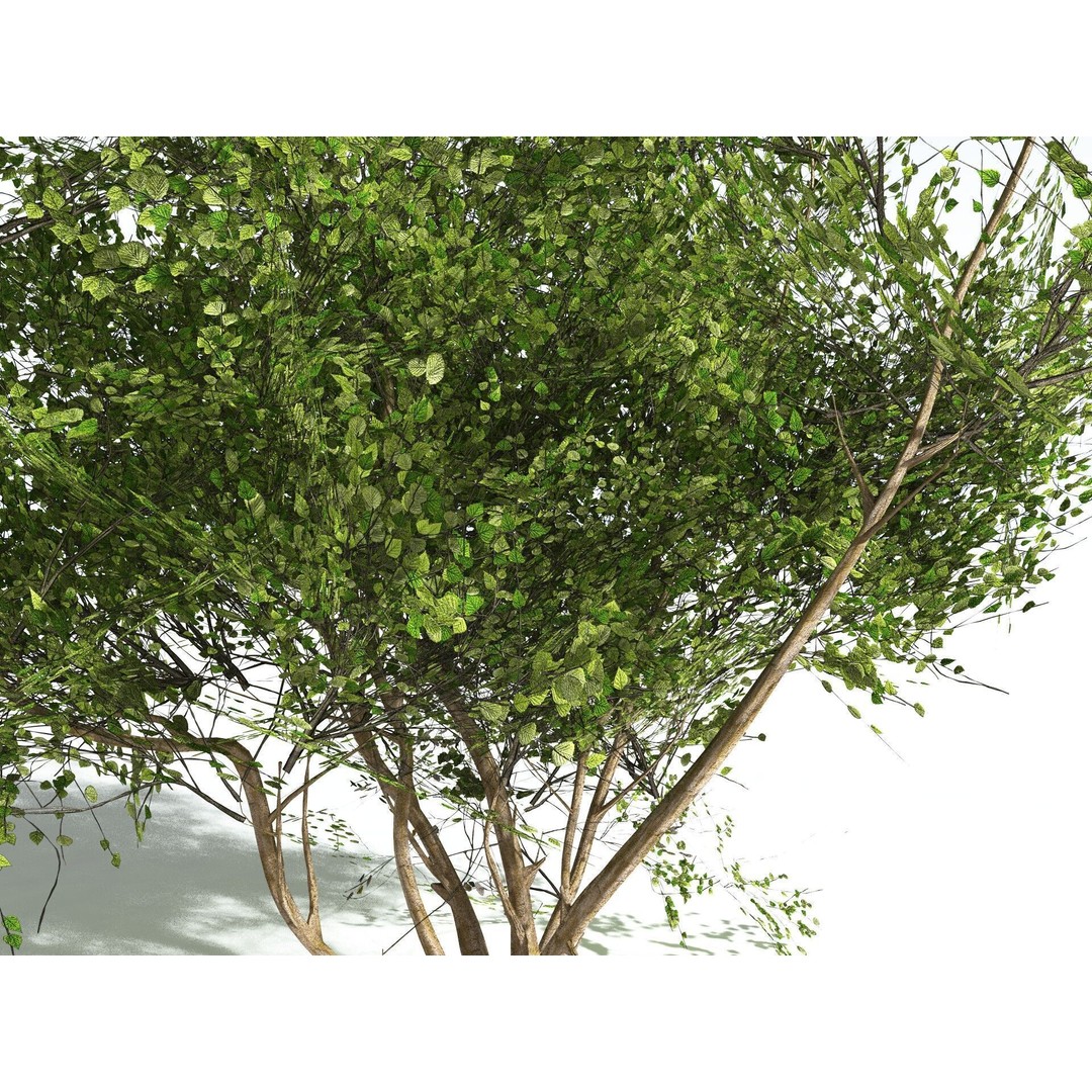 European Hazel 3D Model – Low Poly Bush Asset, FBX, PBR Textures - View 9