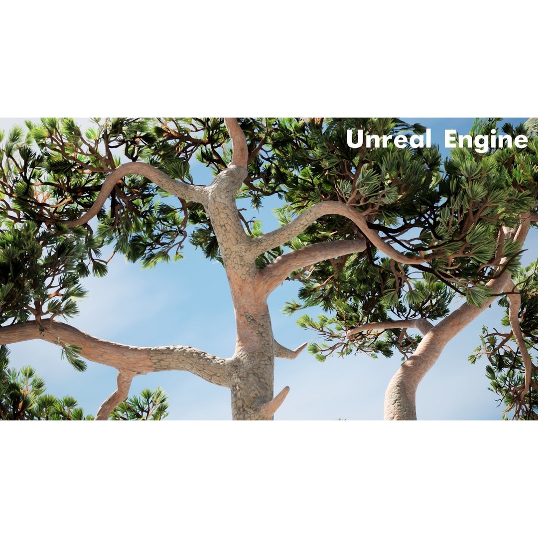 Pine Tree 3D Model – Low Poly Game Ready Asset, FBX/Blender - View 10