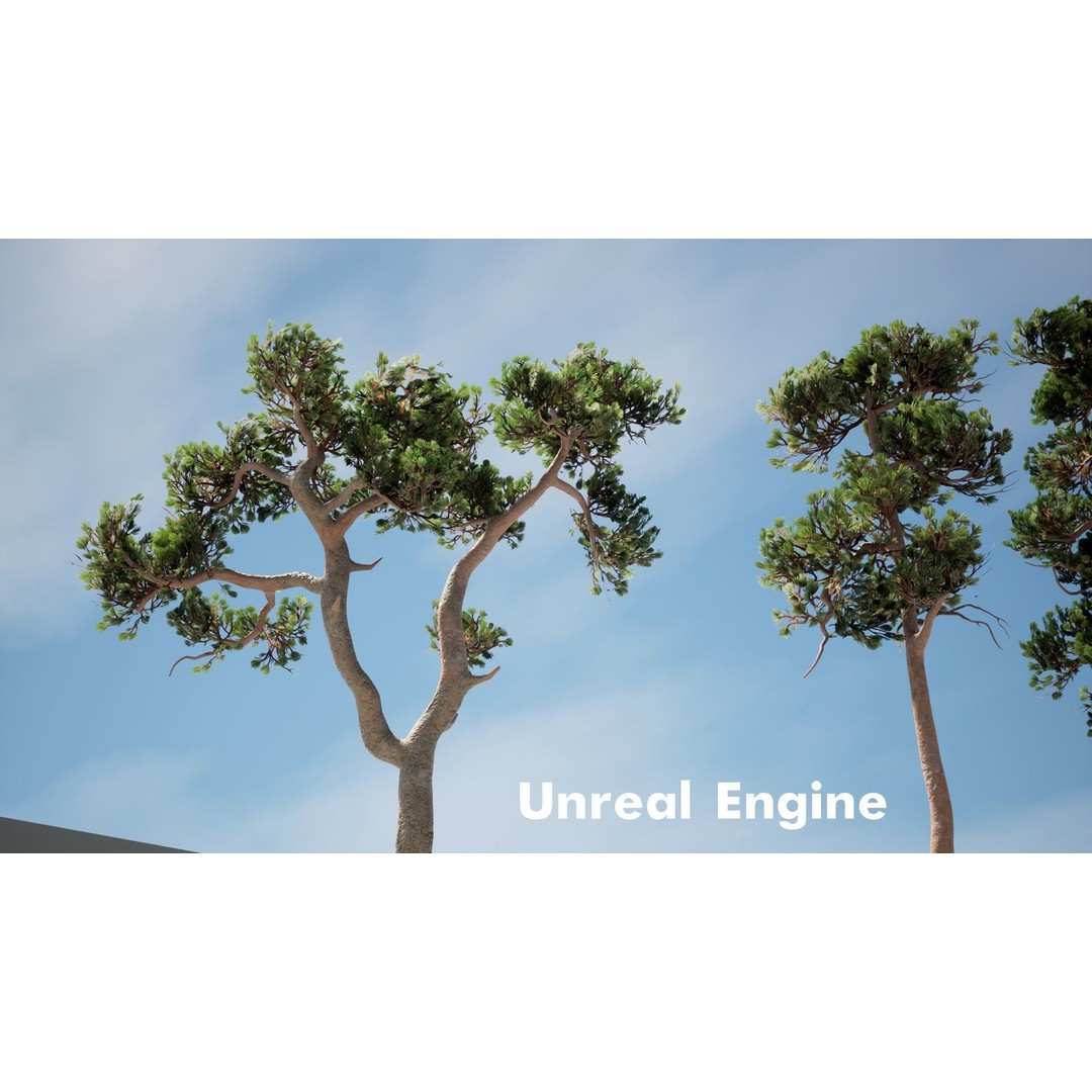 Pine Tree 3D Model – Low Poly Game Ready Asset, FBX/Blender - View 11